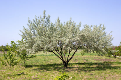 10 AMERICAN SILVERBERRY Elaeagnus Commutata aka Wolf Willow Wolfberry Wild Olive Berry Fruit Shrub Seeds