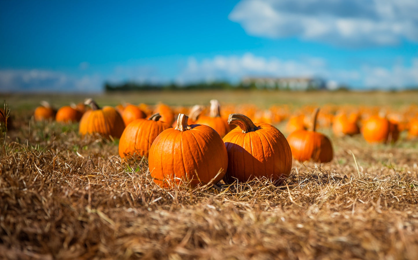 50 SPOOKIE PUMPKIN aka Deep Sugar Pie Pumpkin Cucurbita Pepo Vegetable Seeds