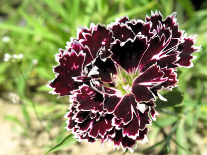30 Black & White CHIANTI DIANTHUS Chinensis China Pink Flower Seeds