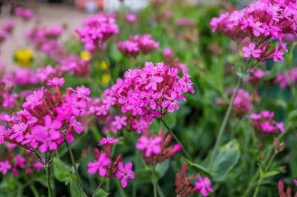 1000 TALL CATCHFLY (Campion / None So Pretty) Silene Armeria Pink Flower Seeds