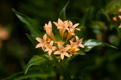 100 LARGE FLOWERED PHLOX Collomia Grandiflora Flower Seeds