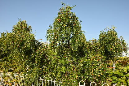 20 RED Chinese DATE TREE Edible Fruit Jujube Ziziphus Jujuba Yellow Flower Seeds