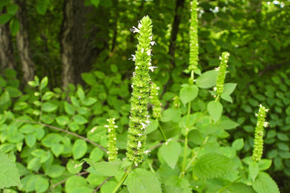 500 GIANT YELLOW HYSSOP Agastache Nepetoides Herb Flower Seeds