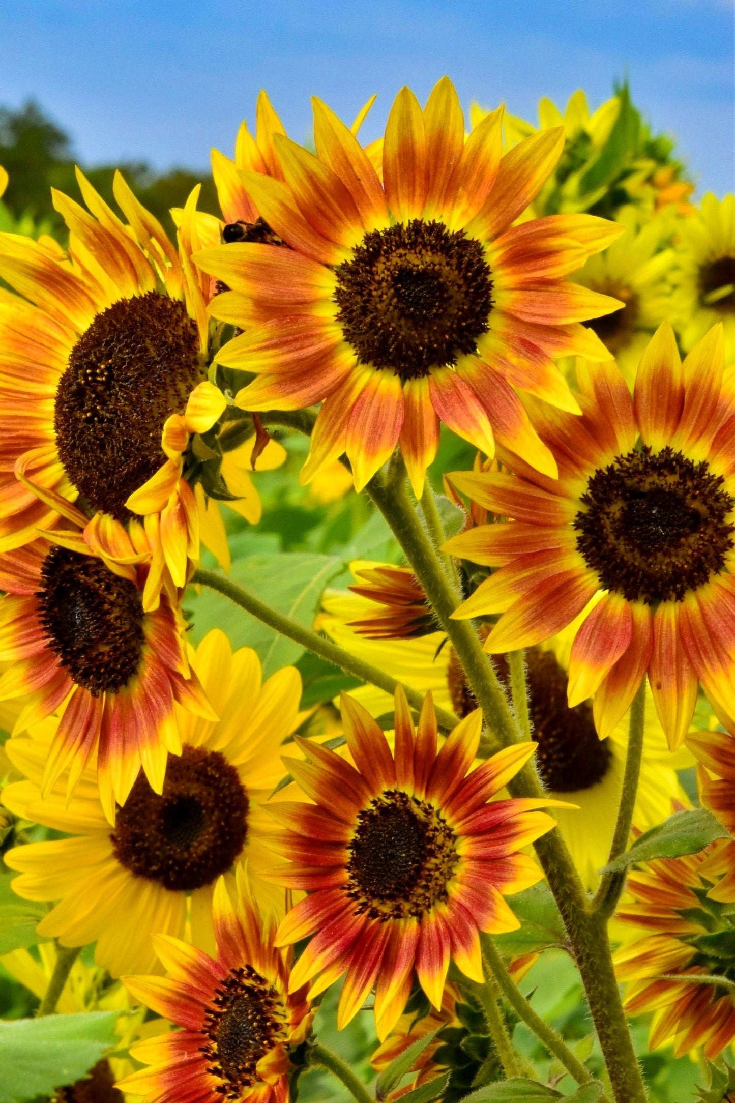 25 INDIAN BLANKET SUNFLOWER Helianthus Annuus Mixed Colors Flower Seeds