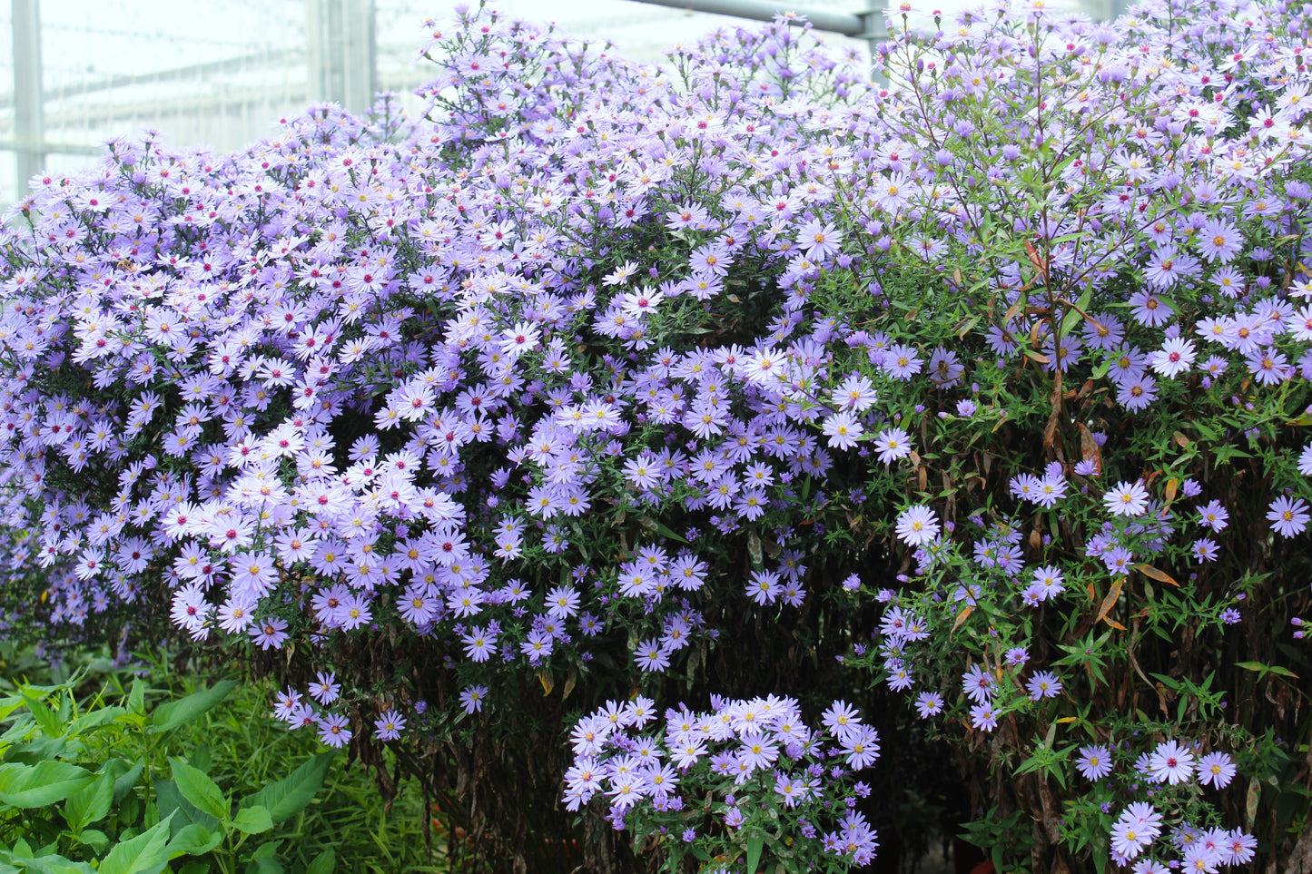 100 HEART LEAVED ASTER Cordifolius Symphyotrichum Blue Wood Aster Flower Seeds