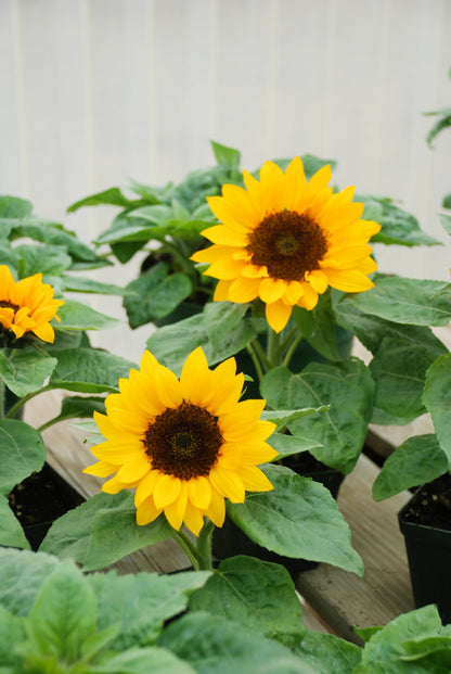 30 INCREDIBLE DWARF SUNFLOWER Helianthus Annuus Flower Seeds
