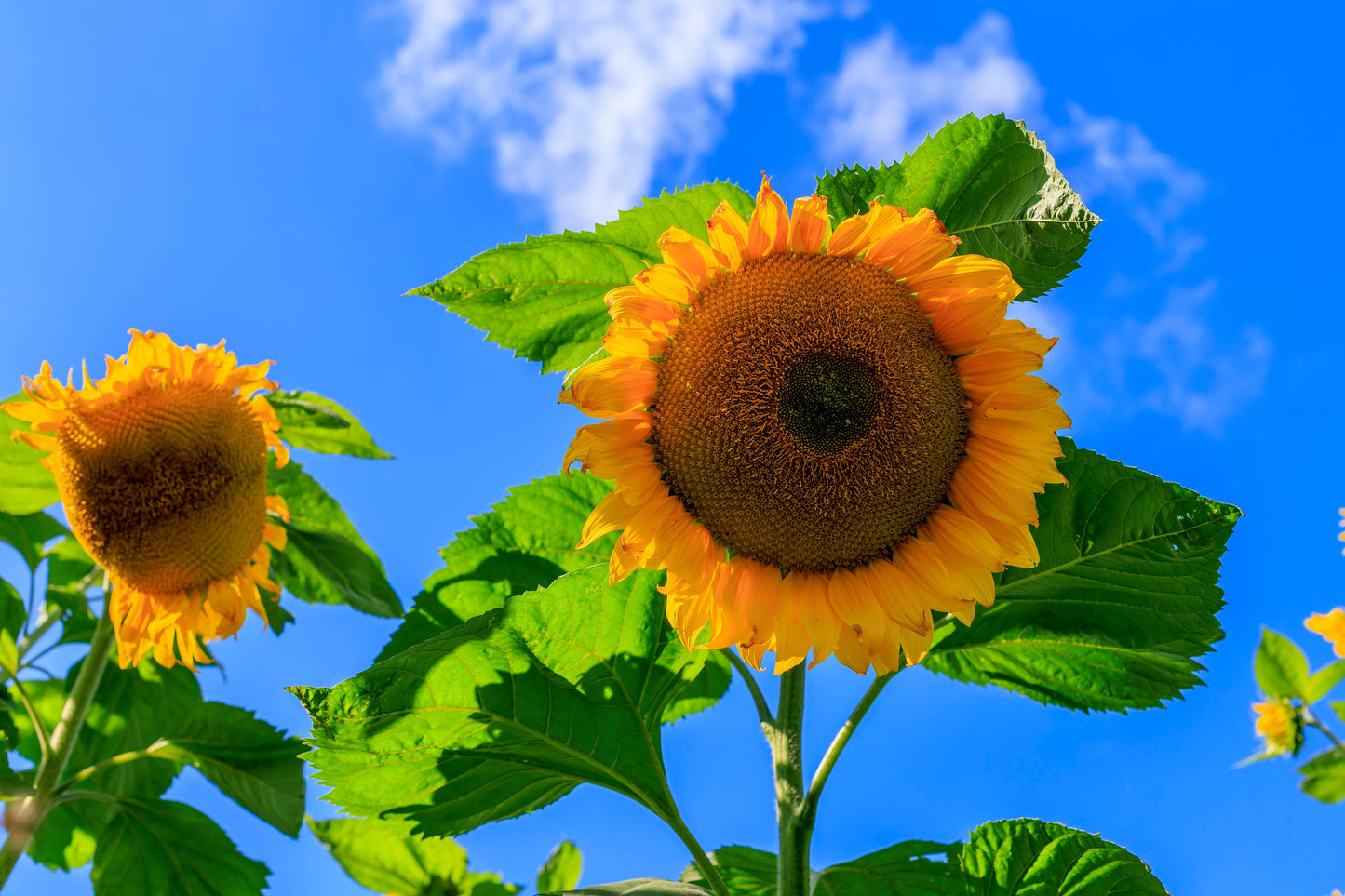 50 SKYSCRAPER SUNFLOWER Helianthus Annuus Flower Seeds