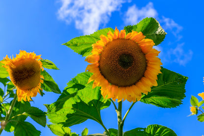 50 SKYSCRAPER SUNFLOWER Helianthus Annuus Flower Seeds