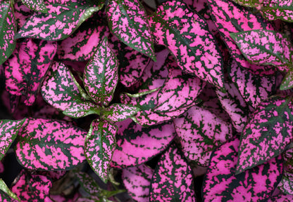 10 Dwarf ROSE Pink POLKA DOT PLANT Splash Select Hypoestes Phyllostachya Flower Houseplant Seeds