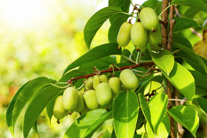 20 Variegated ARCTIC BEAUTY KIWI Fruit Edible Actinidia Kolomikta Vine Seeds