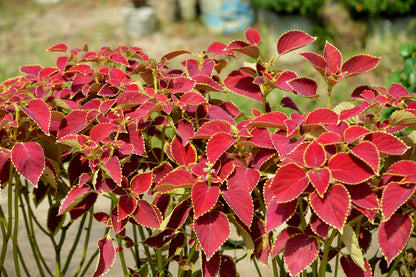 100 Mixed Colors COLEUS RAINBOW MIX Shade Houseplant Solenostemon Flower Seeds
