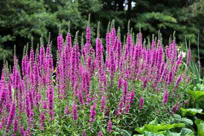 50 Mixed Colors VERONICA SIGHTSEEING MIXTURE (Spike Speedwell) Veronica Spicata Flower Seeds