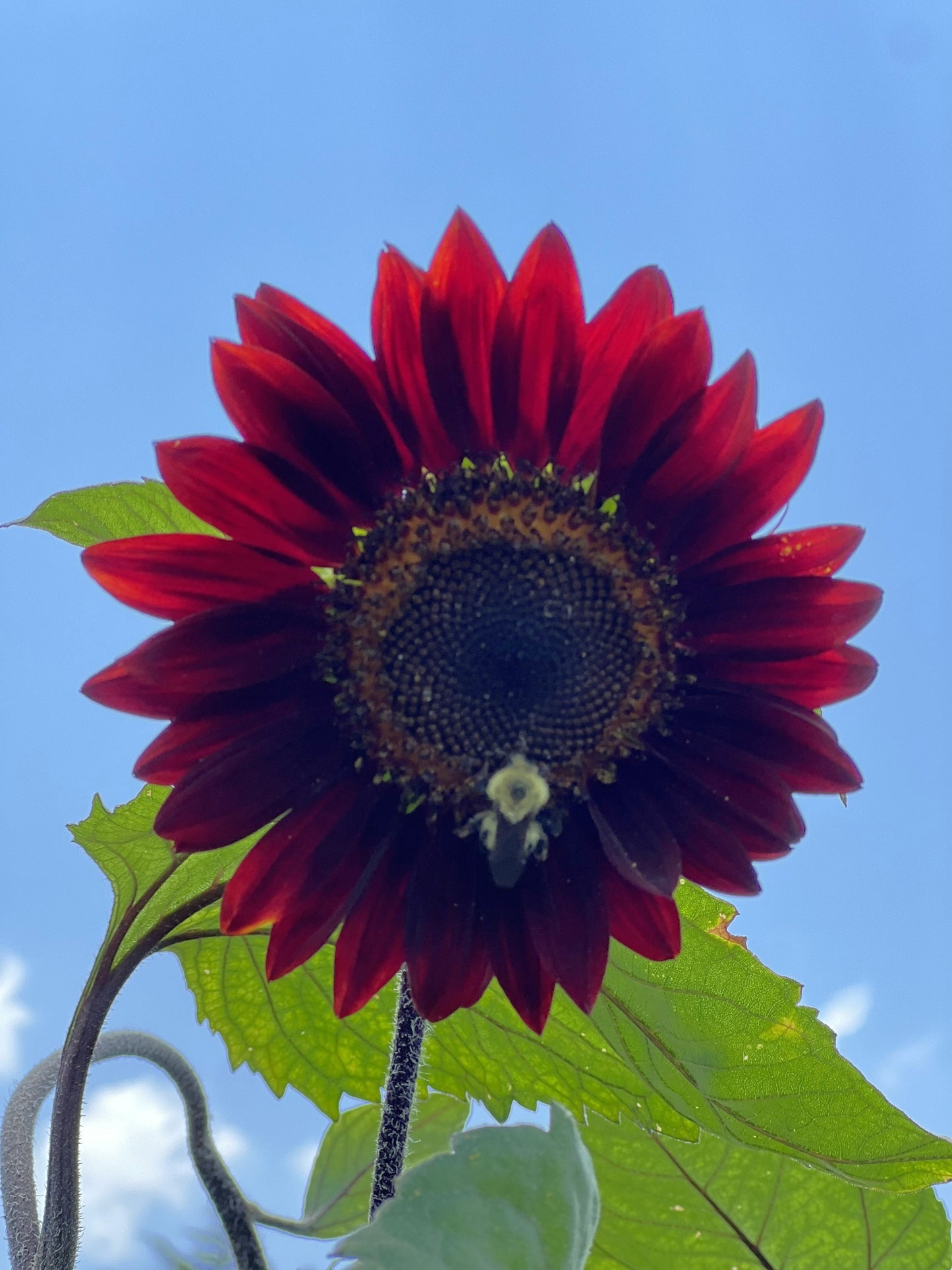 25 CHOCOLATE CHERRY SUNFLOWER Helianthus Annuus Red & Brown Flower Seeds