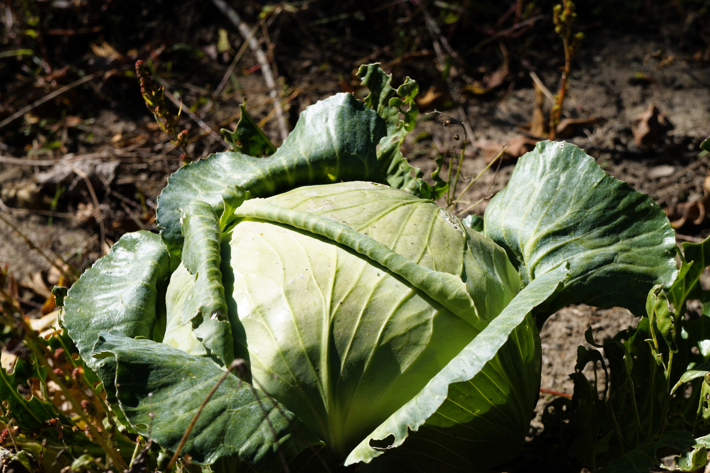 500 FLAT DUTCH Late CABBAGE Brassica Oleracea Capitata Vegetable Seeds