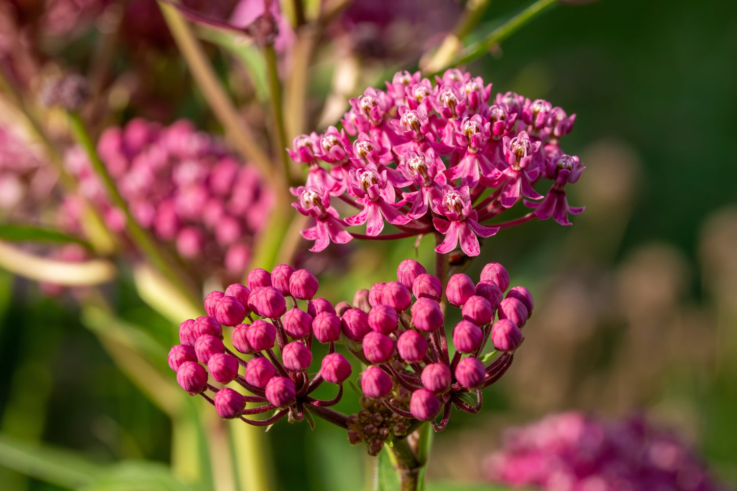 20 CINDERELLA MILKWEED Asclepias Incarnata Flower Seeds