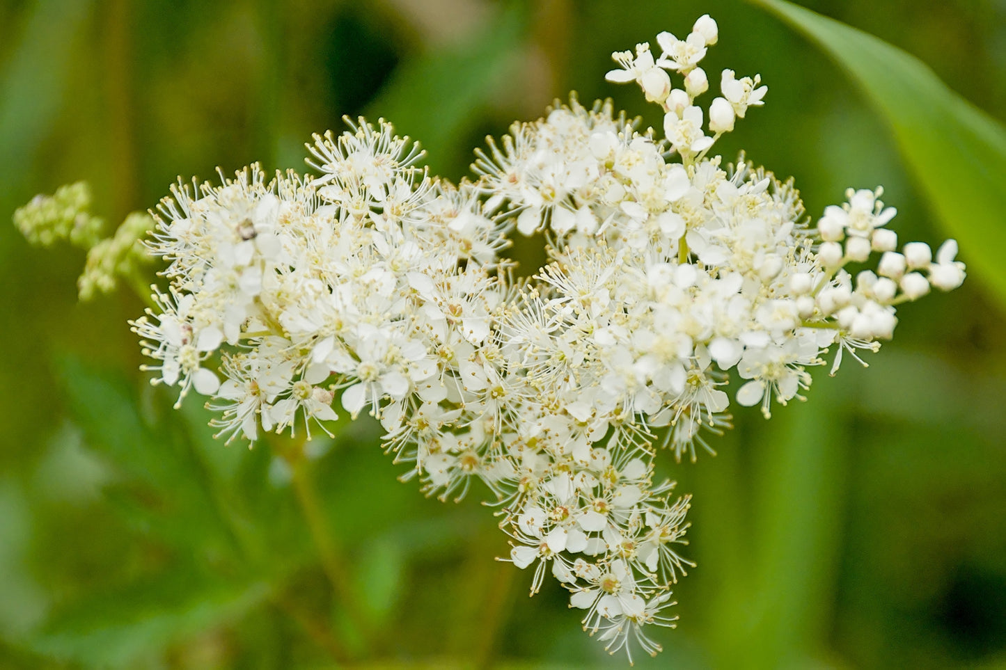 20 QUEEN of the MEADOW Filipendula Ulmaria Meadowsweet Native Prairie Fragrant White Flower Seeds