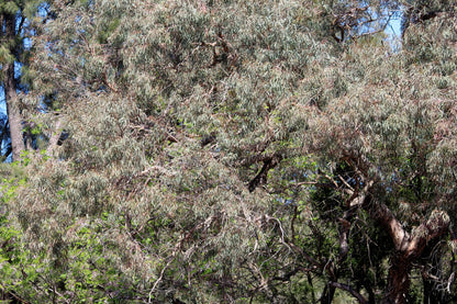 50 RED FLOWERING EUCALYPTUS Sideroxylon Mugga Ironbark Tree Seeds