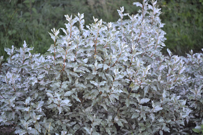 10 AMERICAN SILVERBERRY Elaeagnus Commutata aka Wolf Willow Wolfberry Wild Olive Berry Fruit Shrub Seeds