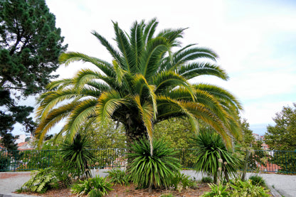 10 CANARY ISLAND Date PALM Phoenix Canariensis Tree Seeds