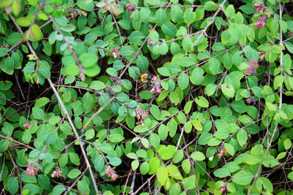 10 Dwarf CREEPING SNOWBERRY Shrub White Pink Flower Symphoricarpos Mollis Seeds