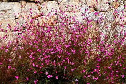 100 Pink GAURA WHIRLING BUTTERFLIES Gaura Biennis Flower Seeds