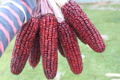 35 BLOODY BUTCHER Red CORN Edible & Ornamental Heirloom Zea Mays Vegetable Seeds