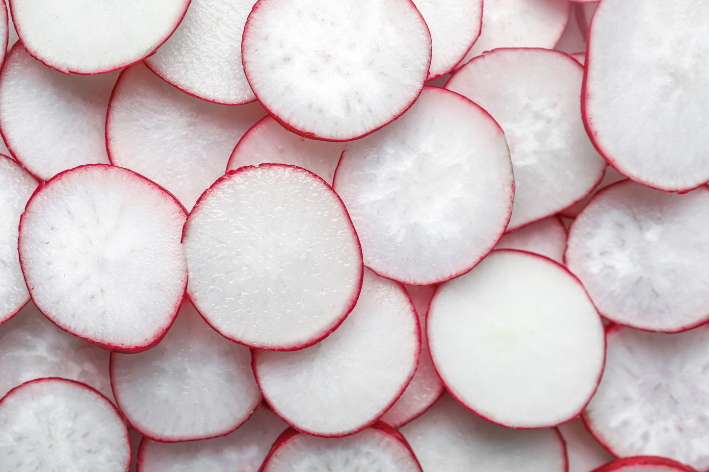 2000 CRIMSON GIANT RADISH Raphanus Sativus Vegetable Seeds