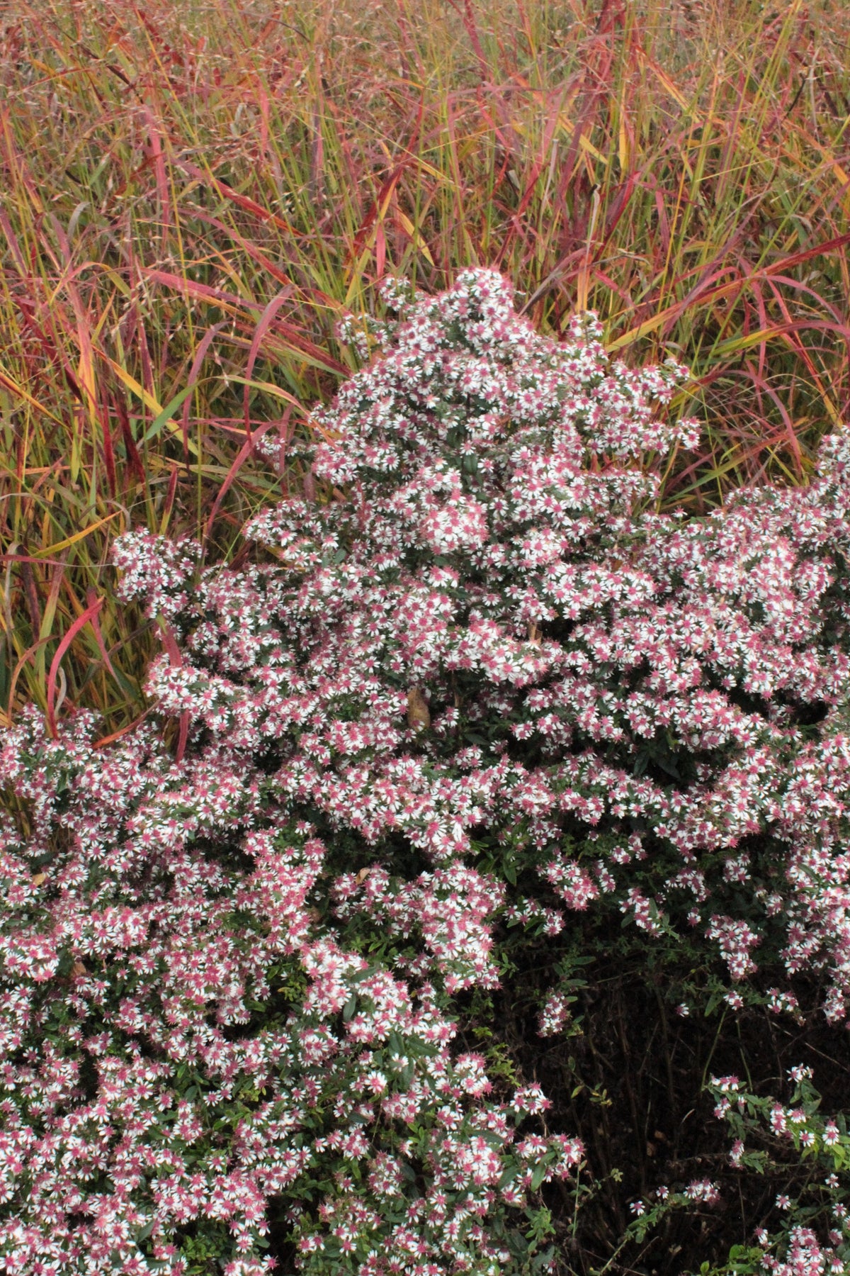 100 LADY In BLACK Calico ASTER Aster Lateriflorus Flower Seeds