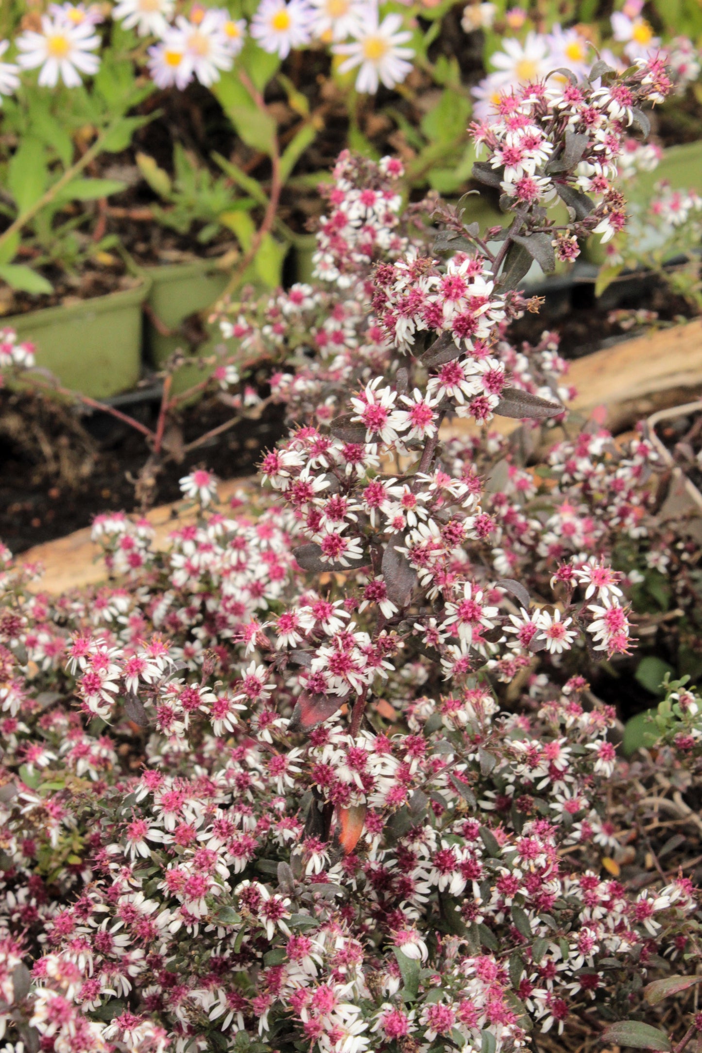 100 LADY In BLACK Calico ASTER Aster Lateriflorus Flower Seeds