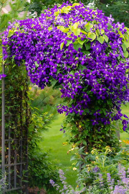 10 MIXED HYBRID CLEMATIS Hybrida Red Purple Pink Blue Bicolor Flower Vine Seeds