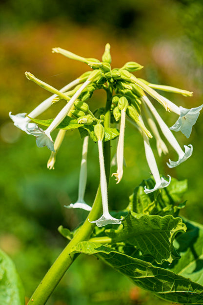 200 JASMINE AZTEC NICOTIANA (Ornamental Flowering Tobacco) Nicotiana Alata Flower Seeds