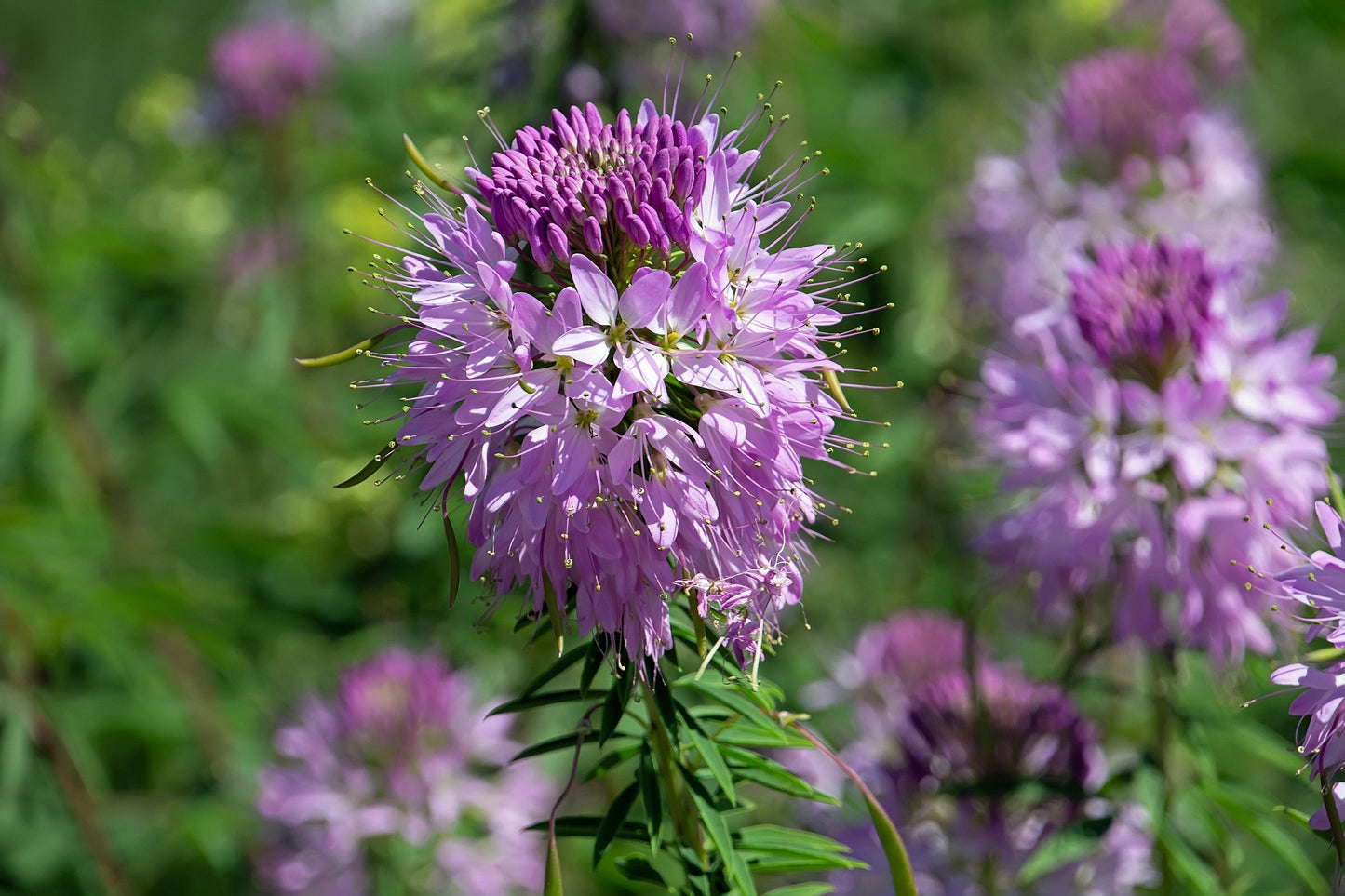 100 Rocky Mountain BEE PLANT Cleome Serrulata Flower Seeds