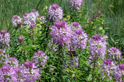 100 Rocky Mountain BEE PLANT Cleome Serrulata Flower Seeds