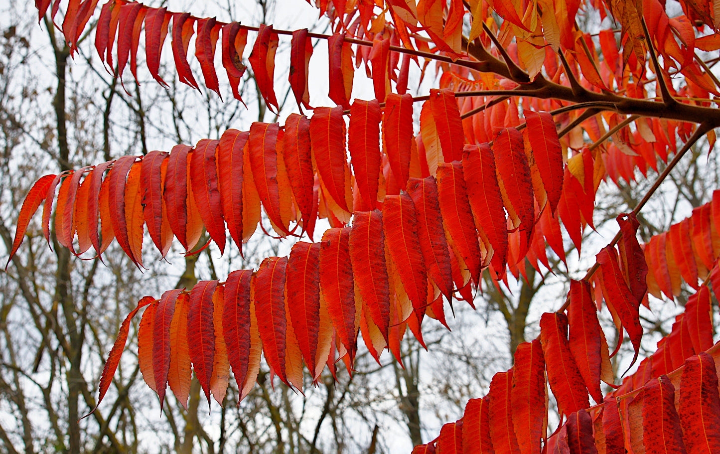 30 FLAMELEAF SUMAC TREE Shining Dwarf Winged Rhus Schmaltzia Copallina Seeds