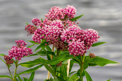 20 CINDERELLA MILKWEED Asclepias Incarnata Flower Seeds