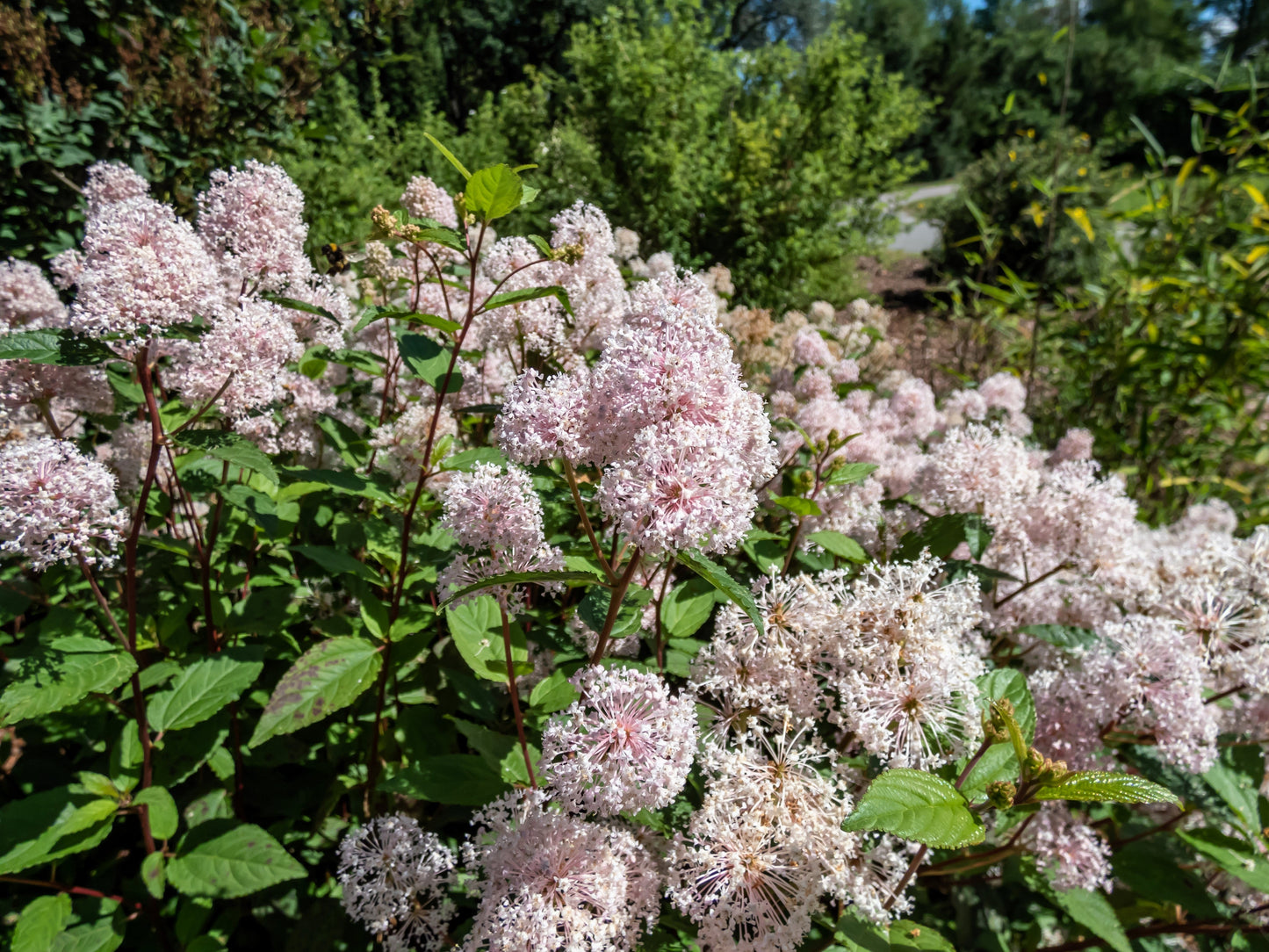 20 NEW JERSEY TEA Hummingbird Flower Ceanothus Americanus White Light Pink Shrub Seeds