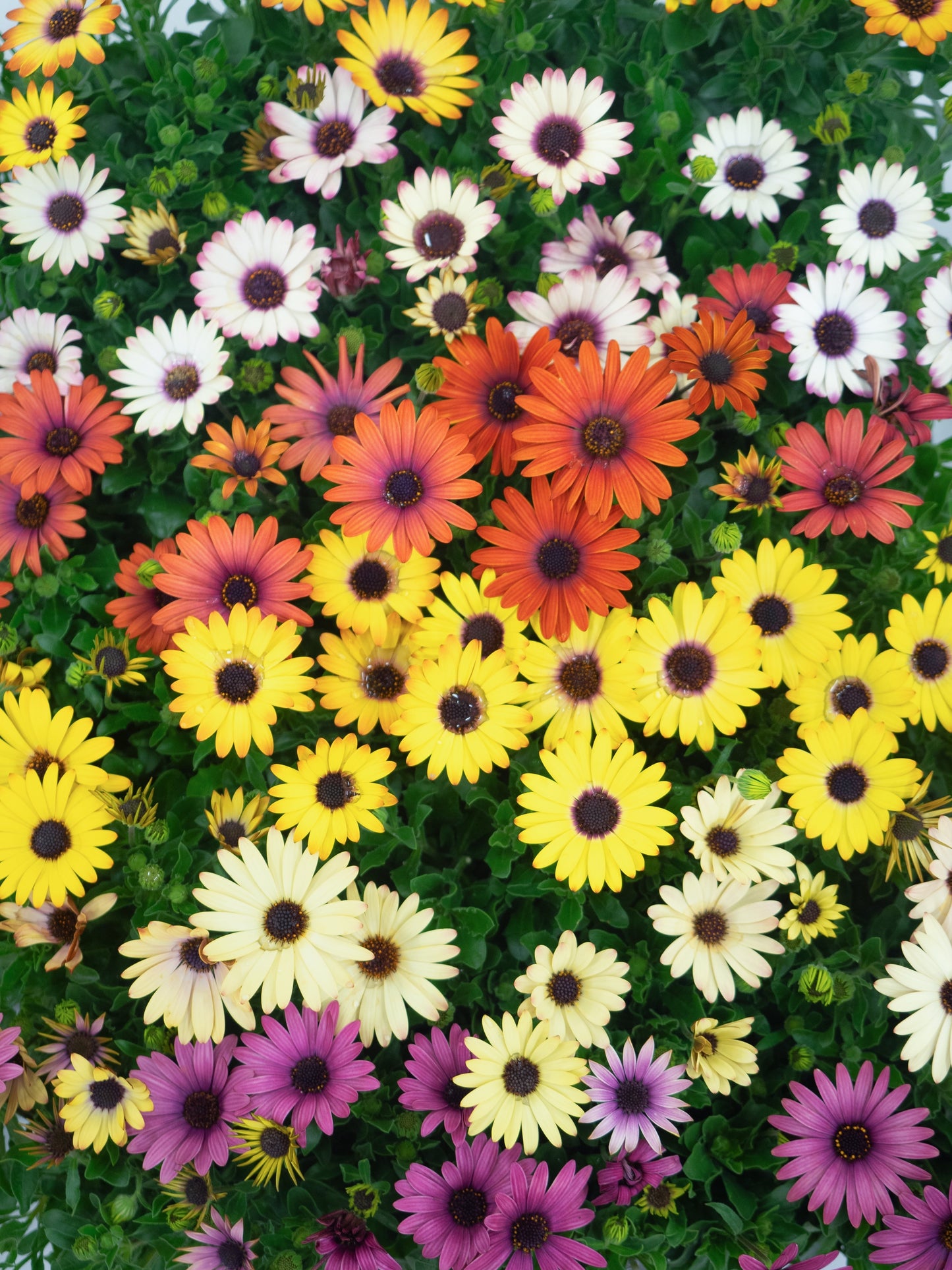 20 MIXED COLORS OSTEOSPERMUM Ecklonis African Cape Daisy Flower Seeds