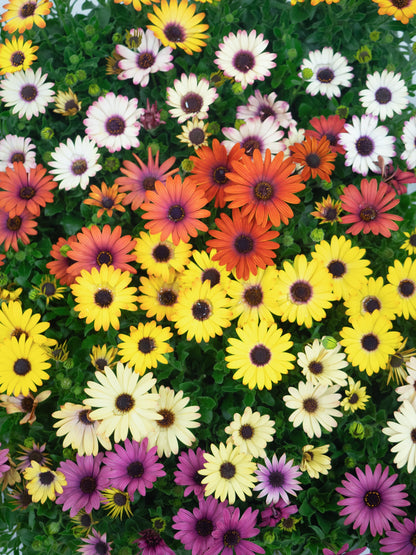 20 MIXED COLORS OSTEOSPERMUM Ecklonis African Cape Daisy Flower Seeds