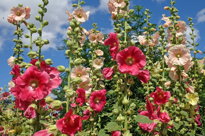 50 Mixed Colors HOLLYHOCK COUNTRY ROMANCE Mix Alcea Rosea Flower Seeds