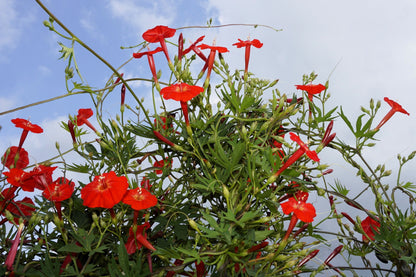 30 CARDINAL CLIMBER VINE Ipomea Quamoclit Red Flower Seeds