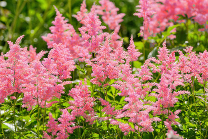 100 PINK MIX ASTILBE (False Spirea / False Goats Beard) Astilbe Chinensis Flower Seeds