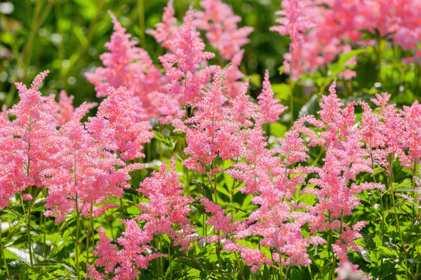 100 PINK MIX ASTILBE (False Spirea / False Goats Beard) Astilbe Chinensis Flower Seeds