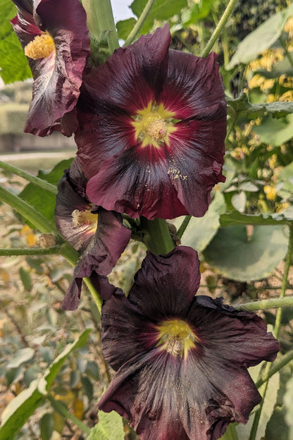 25 BURGUNDY RED HOLLYHOCK Alcea Rosea Flower Seeds Perennial