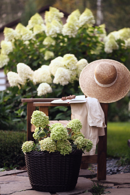 50 PEE GEE HYDRANGEA Paniculata Peegee Panicle White Pink Flower Shrub Seeds
