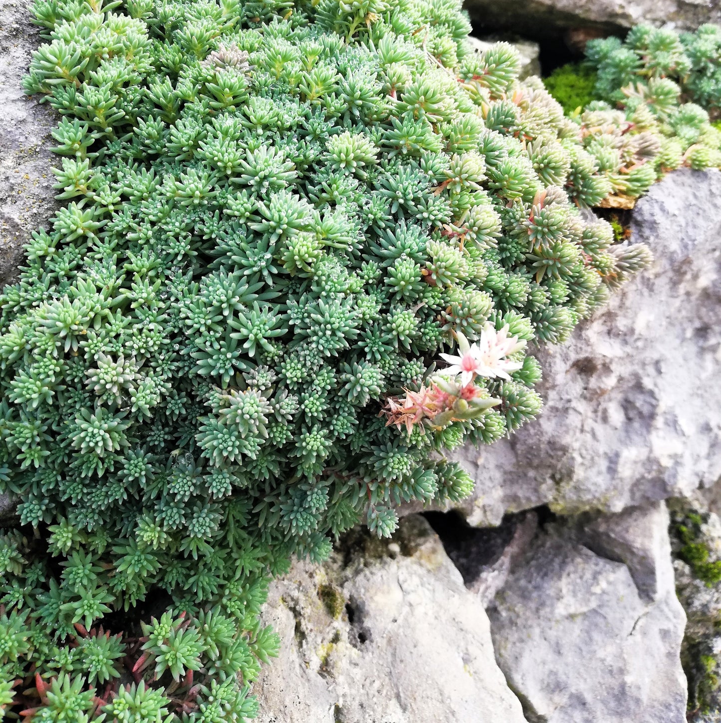 25 Spanish STONECROP / SEDUM HISPANICUM Groundcover Flower Seeds