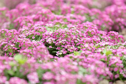 1000 Pink ALYSSUM ROSIE O DAY Lobularia Maritima Flower Seeds