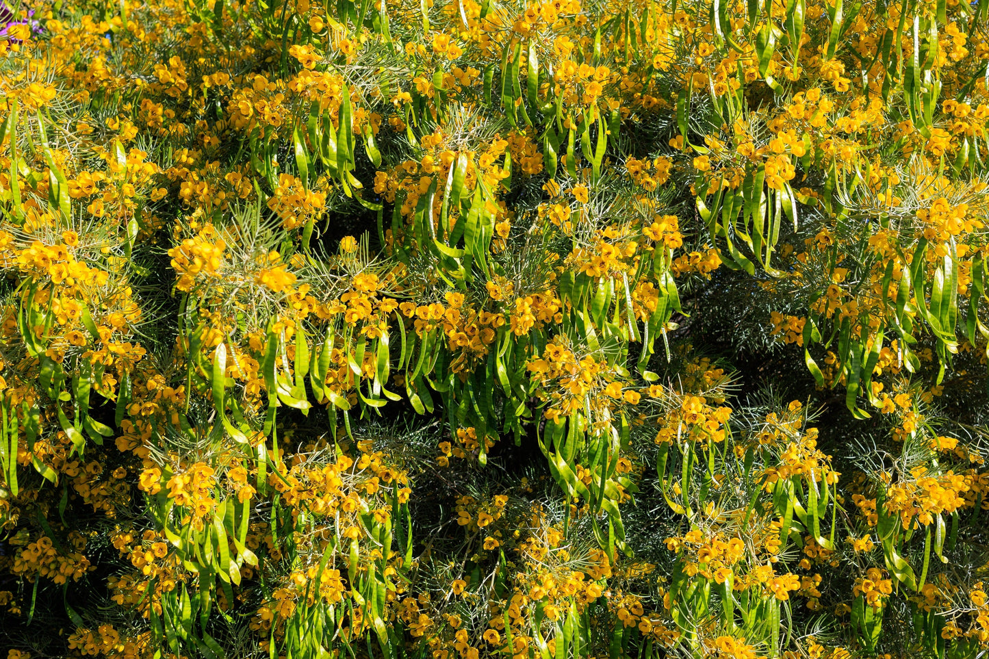 50 Yellow FEATHERY Silver CASSIA Green Senna Artemisioides Seeds