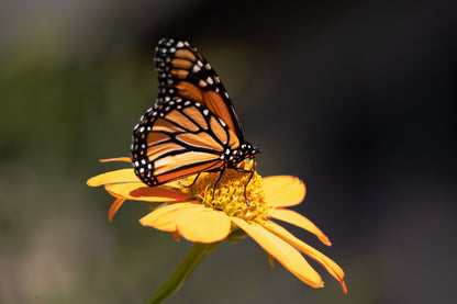 25 YELLOW Torch MEXICAN SUNFLOWER Tithonia Speciosa Flower Seeds