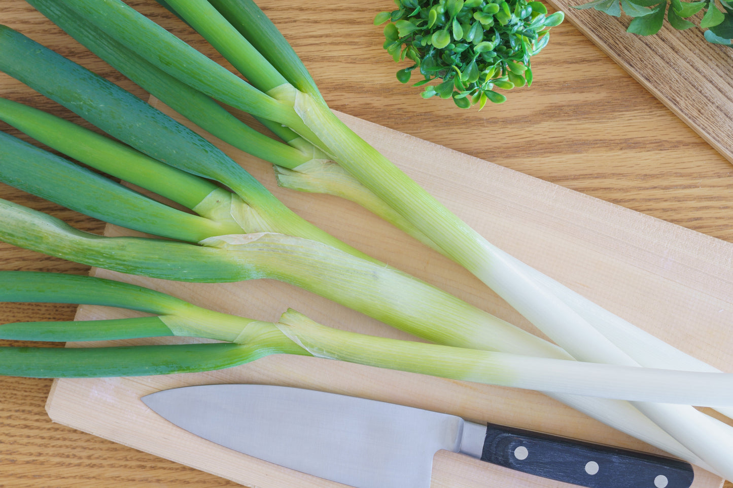 300 Evergreen NEBUKA BUNCHING ONION Japanese Allium Fistulosum Vegetable Seeds