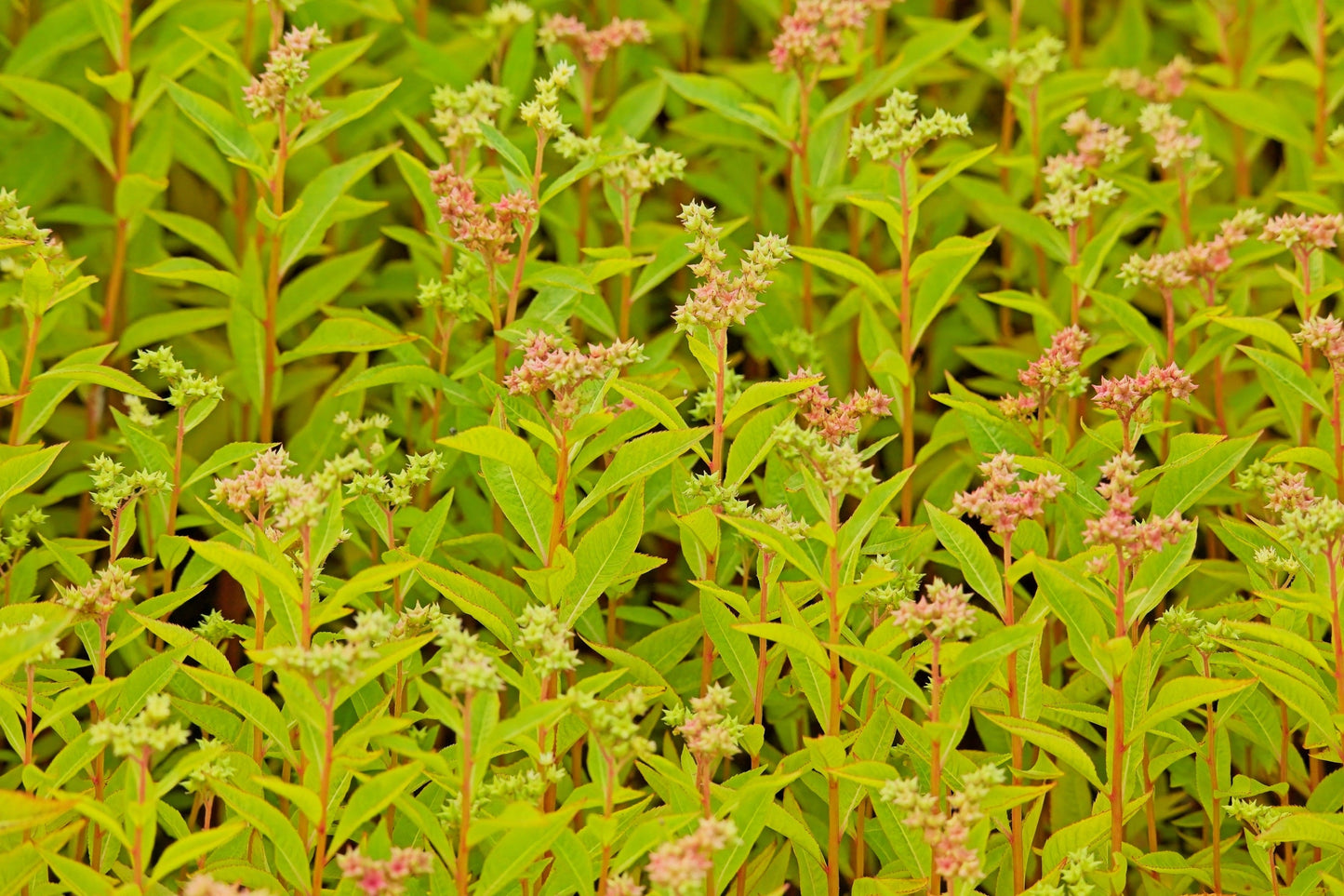 500 Virginia DITCH STONECROP SEDUM Penthorum Sedoides Star Fruit Flower Seeds